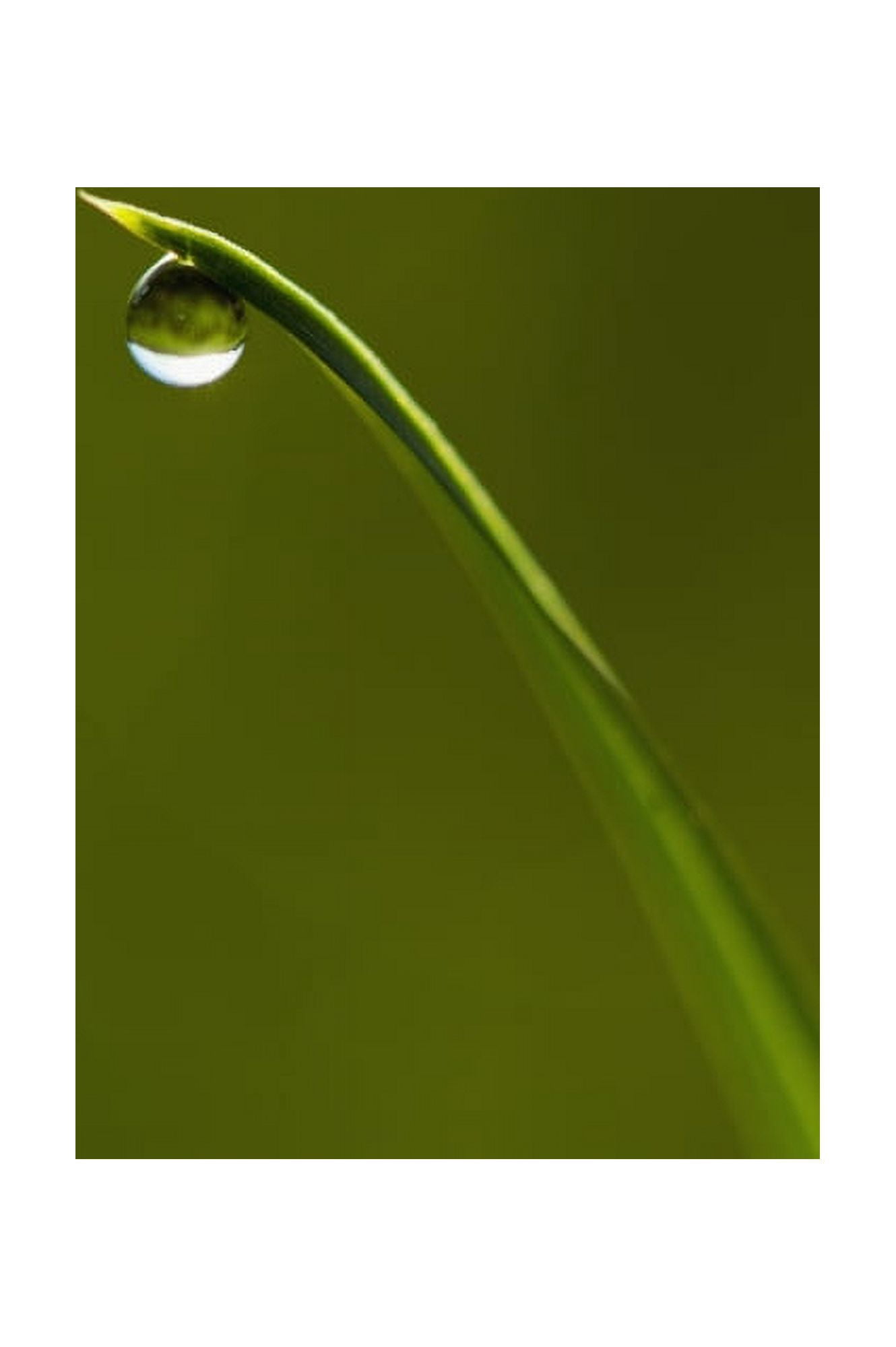 Droplet Of Water On End Of Blade Of Grass Early In The Morning Lewes East Sussex Uk Canvas Art - Ian Cumming Design Pics (22 x 34)