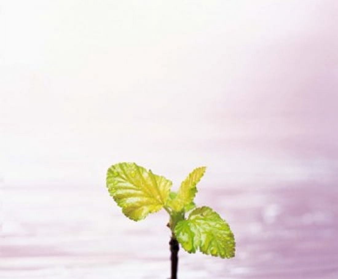 Droplet on plant leaf close up Canvas Art - Panoramic Images (16 x 14)