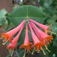 thumbnail image 1 of Dropmore Scarlet Honeysuckle by RedCrocus- Vibrant Red-Orange Clusters, Fragrant, Pollinator-Attracting, Container & Garden Plant, Deciduous, Well-Drained Soil 3 Gallon, 1 of 18