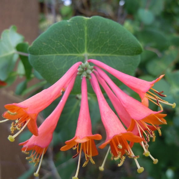 Dropmore Scarlet Honeysuckle by RedCrocus- Vibrant Red-Orange Clusters, Fragrant, Pollinator-Attracting, Container & Garden Plant, Deciduous, Well-Drained Soil 3 Gallon