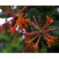 thumbnail image 1 of Dropmore Scarlet Honeysuckle Vine - Lonicera - 2.5"  Pot, 1 of 4
