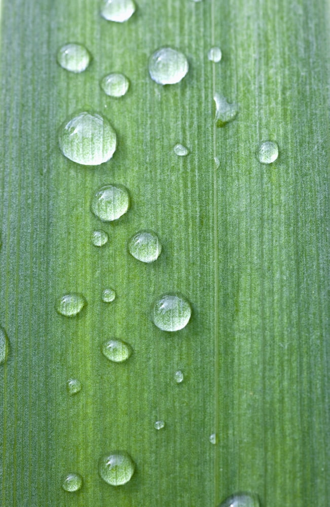 Drops Of Water On A Green Leaf Northumberland England Canvas Art - John Short Design Pics (24 x 38)