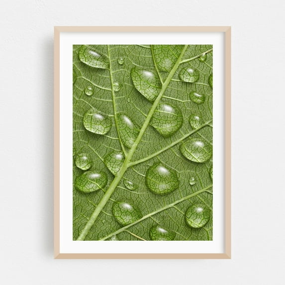 Drops on a Ninebark leaf - Photography Nature Botanical Water Garden Floral Pattern Calm Oak Framed Wall Art Print 24 x 36 inches