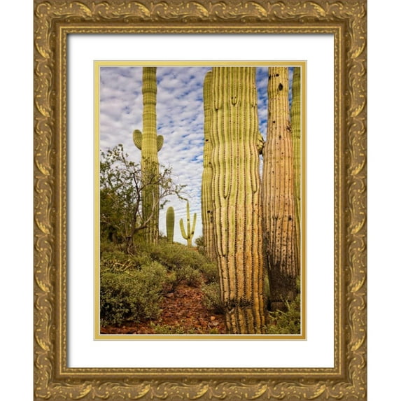 Drost, David 15x18 Gold Ornate Wood Framed with Double Matting Museum Art Print Titled - Cacti View IV