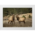 thumbnail image 1 of Drost, David 18x13 White Modern Wood Framed Museum Art Print Titled - Elk Study IV, 1 of 4