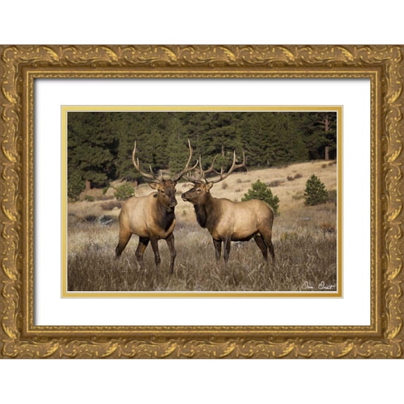 Drost, David 24x17 Gold Ornate Wood Framed with Double Matting Museum Art Print Titled - Elk Study IV