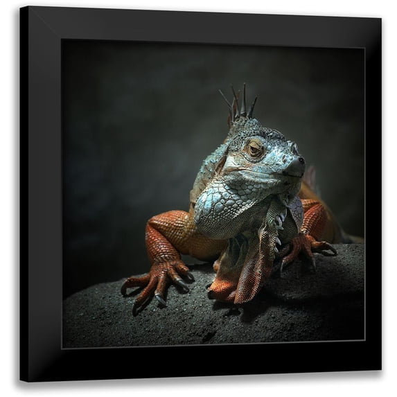 Droste, Holger 12x12 Black Modern Framed Museum Art Print Titled - I Am The King ,.. Who Else !