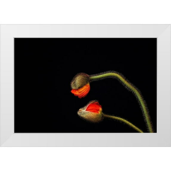 Droste, Holger 18x13 White Modern Wood Framed Museum Art Print Titled - Tango Argentino