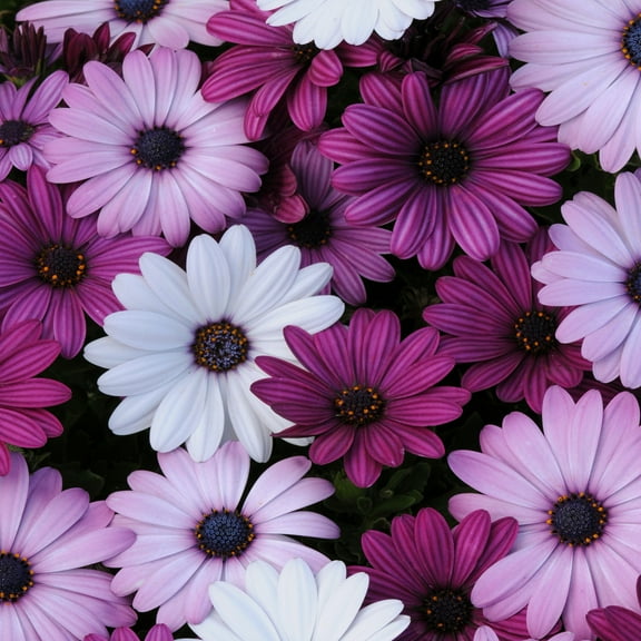 Drought Tolerant African Daisy Osteospermum Akila Flower Seed Plant Mix - 20 Seeds