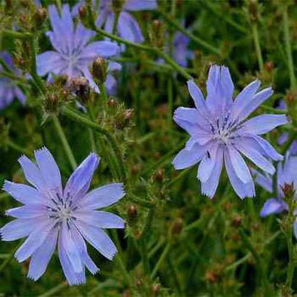 Drought Tolerant Chicory Cichorium Intybus Wild Flower Seed - 5 LBS