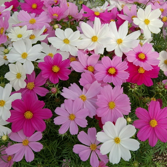 Drought Tolerant Cosmos Bipinnatus Cutesy Garden Flower Plant Seed Mix - 100 Seeds