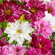 Drought Tolerant Cosmos Bipinnatus Double Click Garden Flower Plant Seed Mix - 100 Seeds