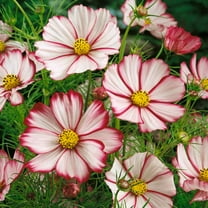 Drought Tolerant Cosmos Bipinnatus Sensation Picotee Garden Flower Plant Seed - 2000 Seeds
