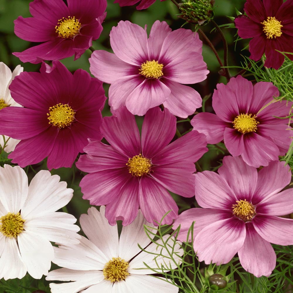 Drought Tolerant Cosmos Bippanatus Garden Flower Plant Seed Sensation Mix - 5 LBS