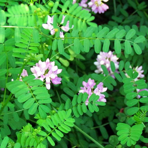 Drought Tolerant Crown Vetch Seeds For Erosion Control or Ground Cover Plant - 1/4 LB