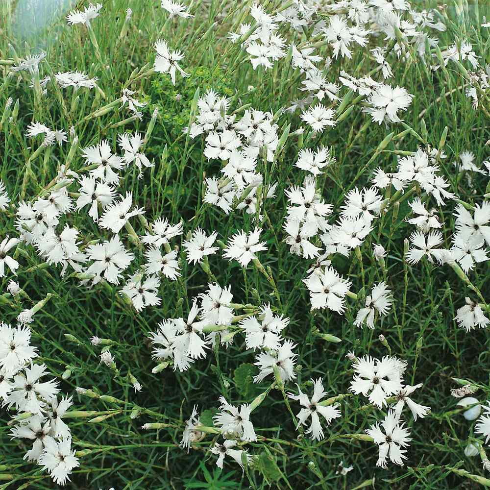 Drought Tolerant Dianthus Arenarius White Ground Cover Plant Seeds