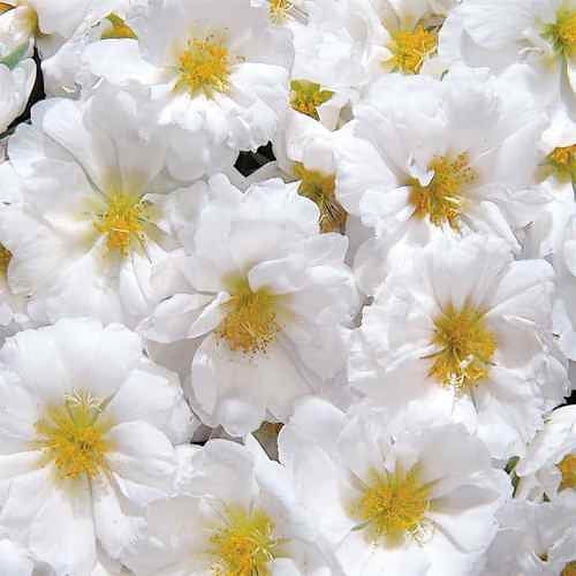 Drought Tolerant Moss Rose Portulaca Ground Cover Plant Seeds - 10000 Seeds