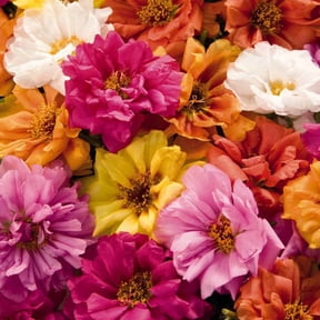 Drought Tolerant Moss Rose Sundial Ground Cover Plant Seed Mix - 500 Seeds