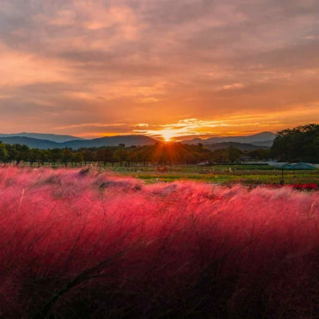 Drought Tolerant Muhlenbergia Ruby Muhly Ornamental Grass Plant Seeds - 100 Seeds