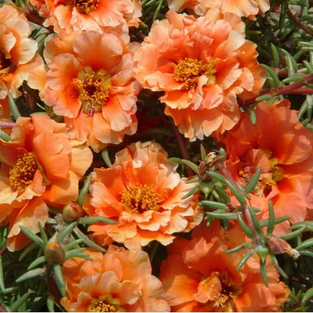 Drought Tolerant Orange Moss Rose Orange Portulaca Ground Cover Plant Seeds - 10000 Seeds