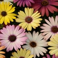 thumbnail image 1 of Drought Tolerant Osteospermum African Daisy Grand Canyon Garden Flower Seed Mix - 20 Seeds, 1 of 5