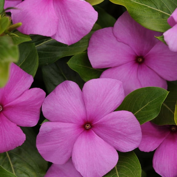 Drought Tolerant Periwinkle Lilac Vinca Garden Flower Plant Seeds - 100 Seeds