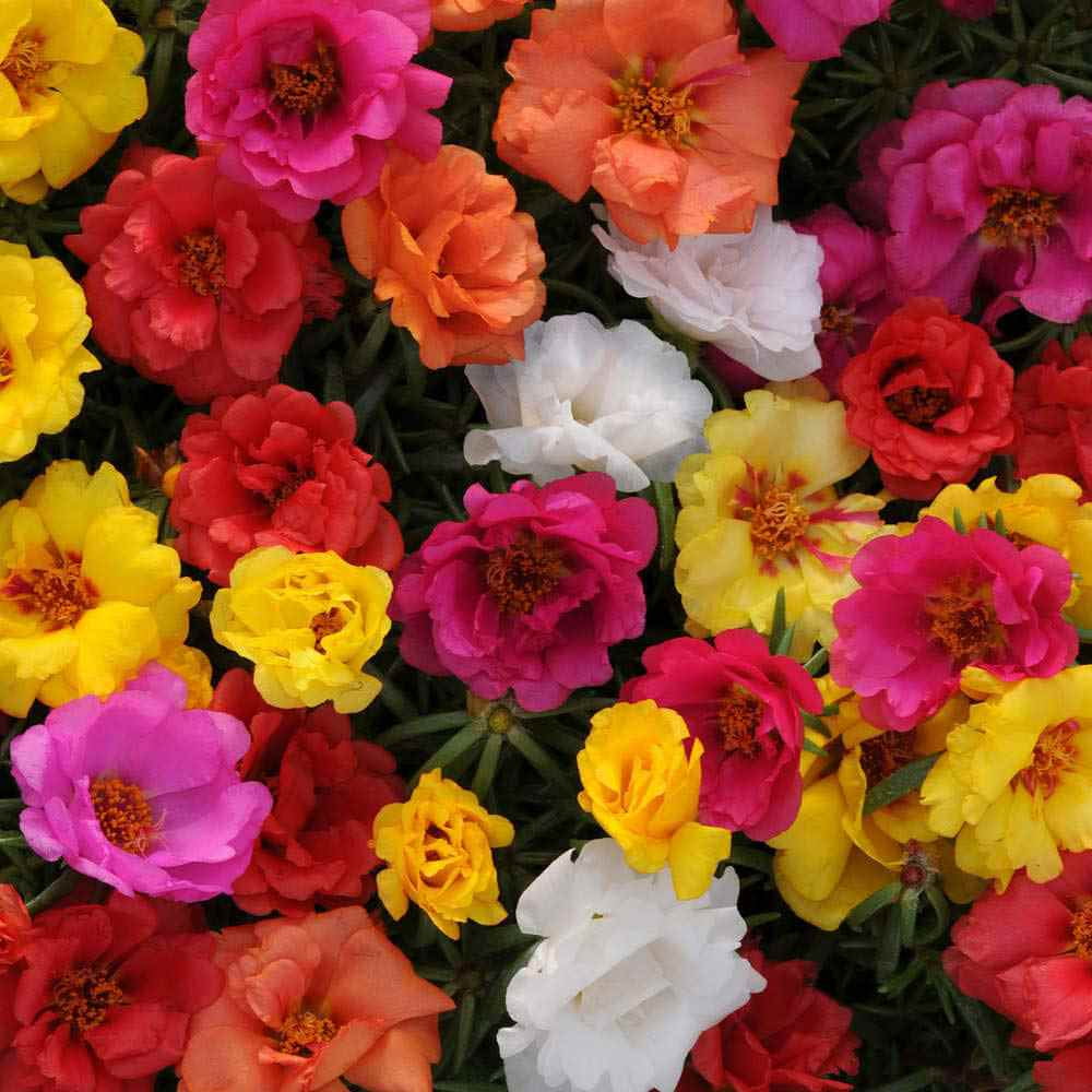 Outsidepride Portulaca Moss Rose Seeds