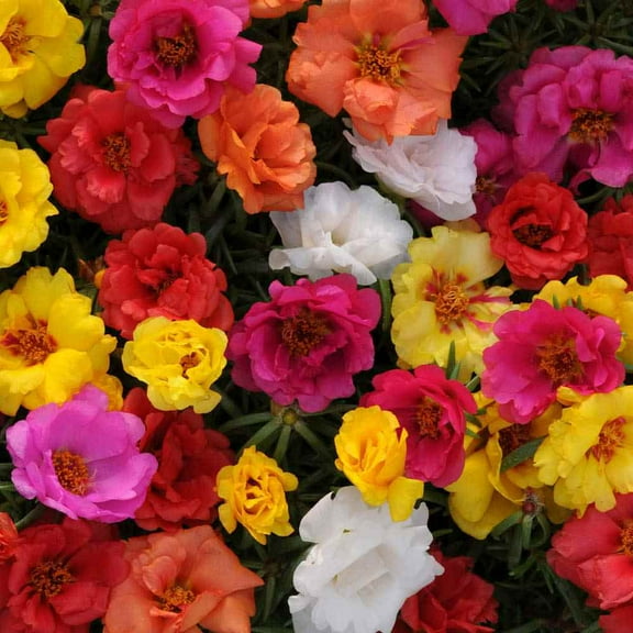 Drought Tolerant Portulaca Moss Rose Happy Hour Ground Cover Plant Seeds - 500 Seeds