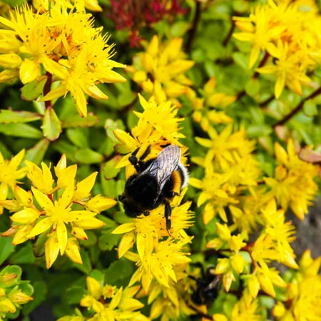 Drought Tolerant Sedum Hybridum Ground Cover Plant Seeds - 2000 Seeds