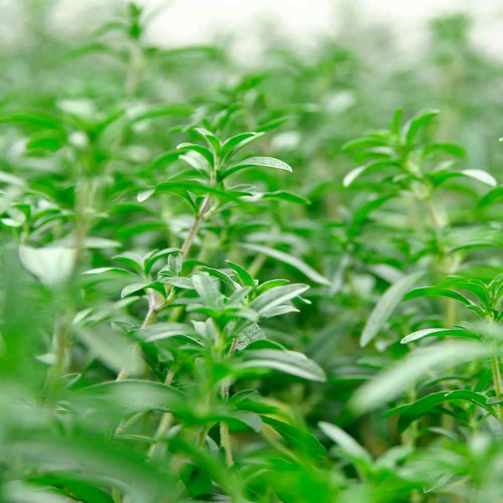 Drought Tolerant Summer Savory Herb Garden Plant Seeds For Xeriscaping - 1 LB