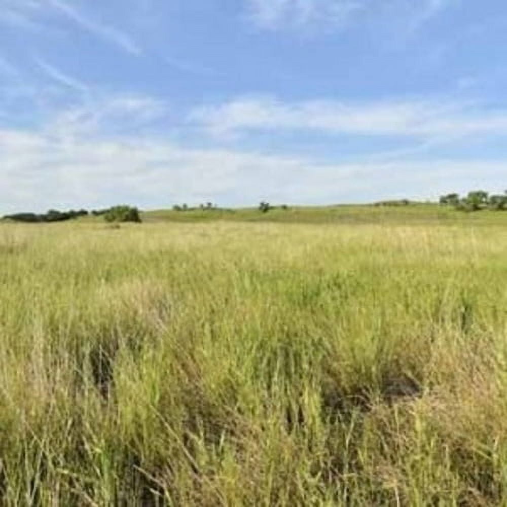 Outsidepride 1 lb. Perennial Western Native Grass Seed Mix of Warm & Cool Season Grasses