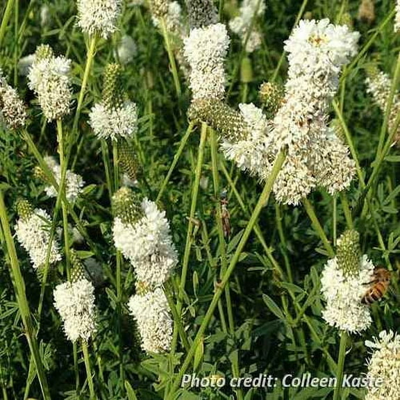 Drought Tolerant White Prairie Clover Candida Flower Seeds - 1 OZ