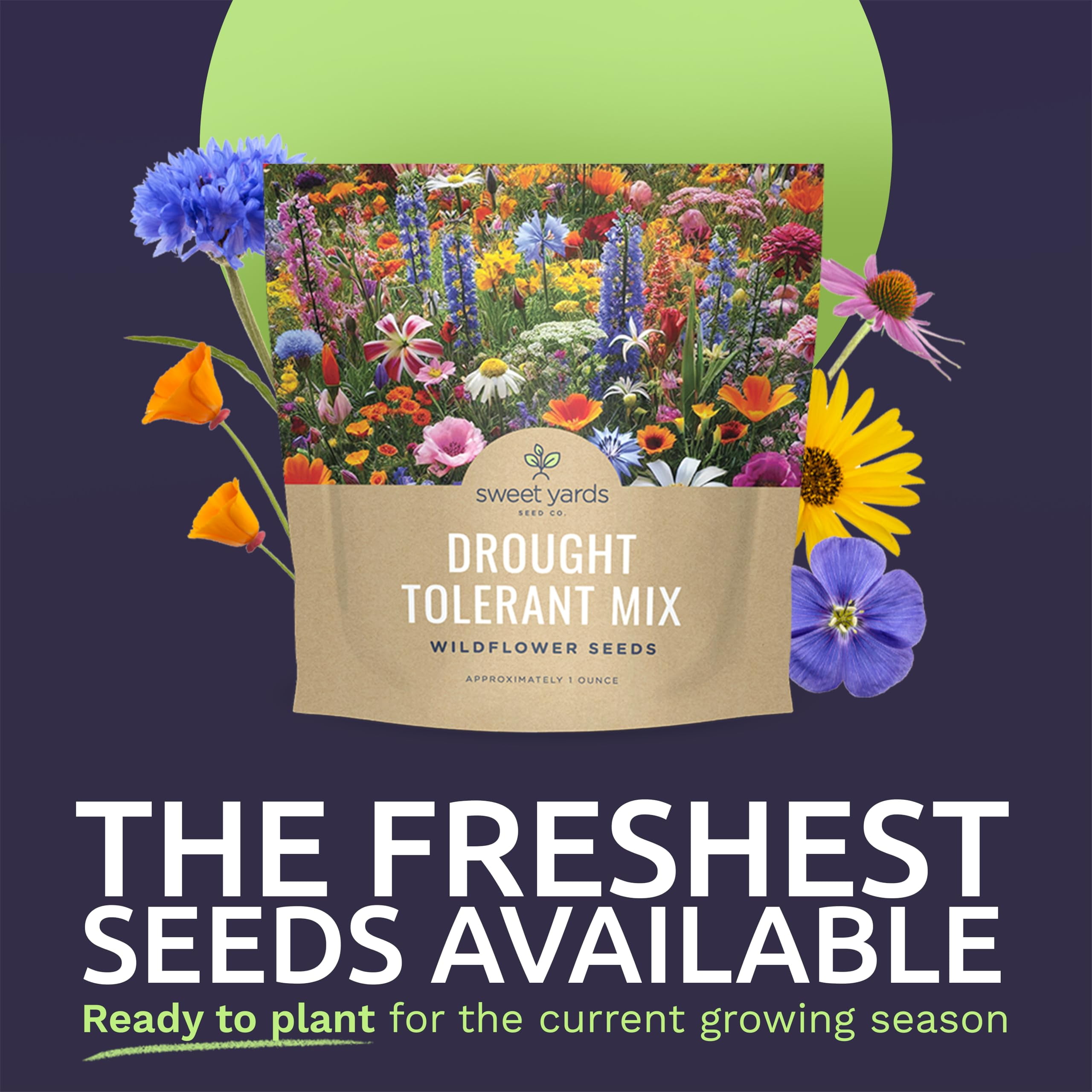 Outsidepride Dryland Wild Flower Seed Mix, Annuals and Perennials