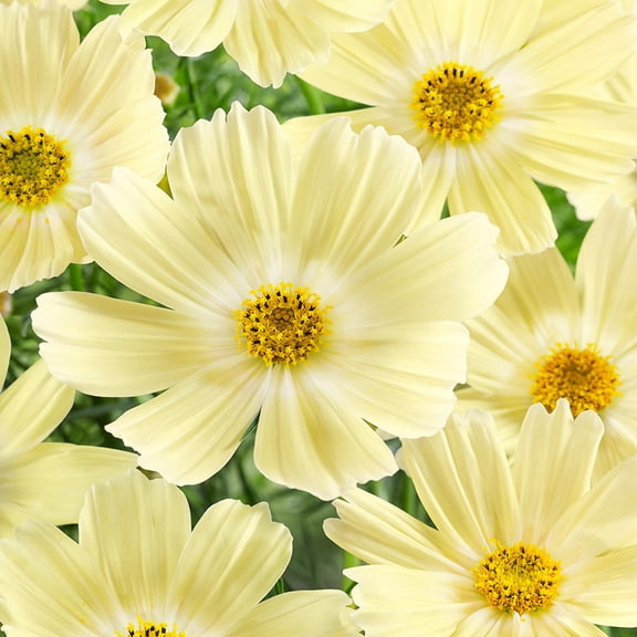 Drought Tolerant Yellow Cosmos Lemonade Garden Flower Plant Seeds - 100 Seeds