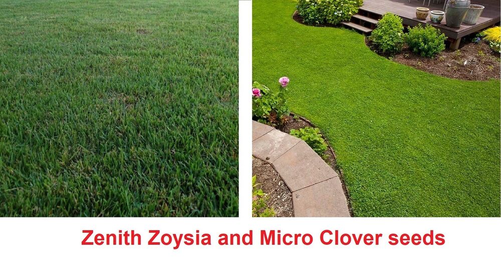 Drought resistant Ground cover Zenith Zoysia and Micro clover seeds