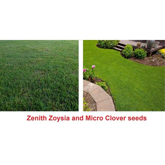 Drought resistant Ground cover Zenith Zoysia and Micro clover seeds