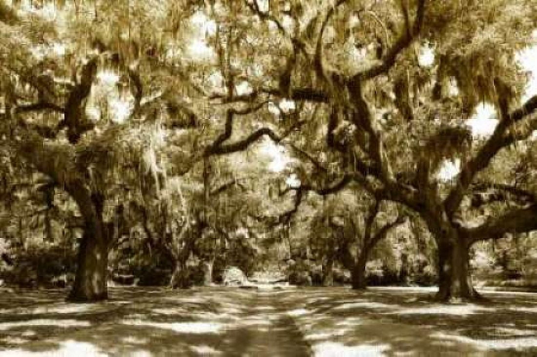 Druid Oaks I Canvas Art - Alan Hausenflock (20 x 28)
