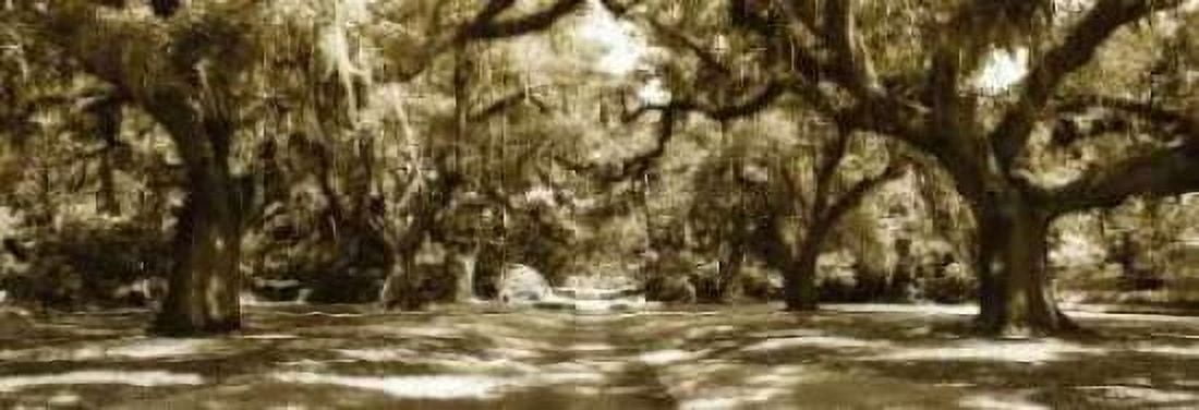 Druid Oaks Panel I Canvas Art - Alan Hausenflock (12 x 36)