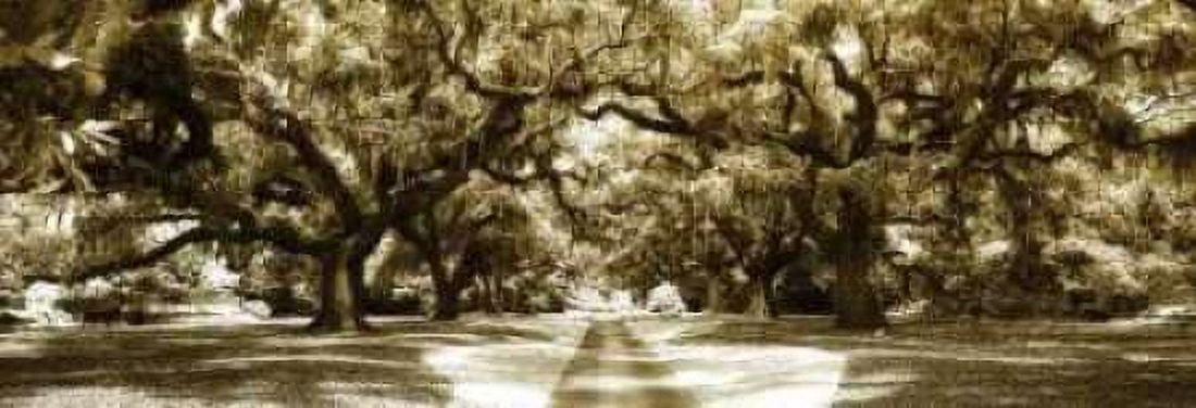 Druid Oaks Panel II Canvas Art - Alan Hausenflock (8 x 24)