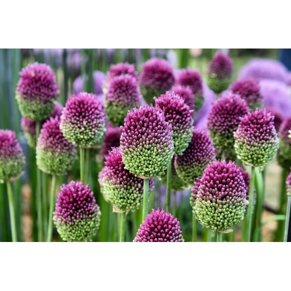 Drumstick Allium Bulbs - Easy to Grow Pennial Flowers, Deer Resistant - Ships from Iowa, USA (25 Bulbs)