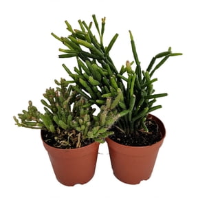 Drunkard's Dream Cactus/Spice Cactus - Rhipsalis - 2" Pots 2 Pack