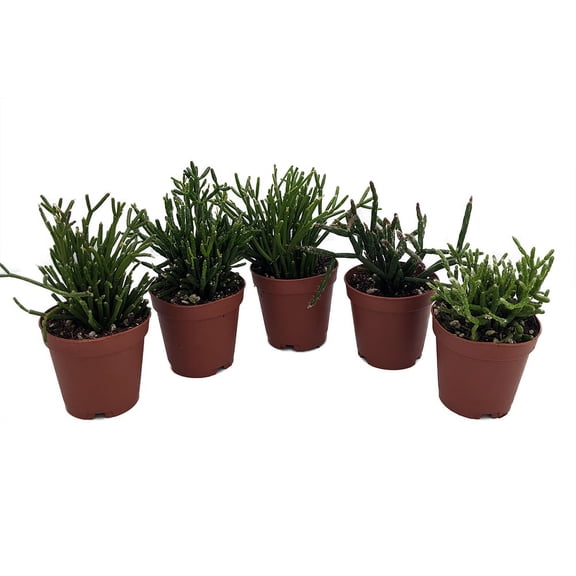Drunkard's Dream Cactus/Spice Cactus - Rhipsalis - 5 Pack - 2" Pots