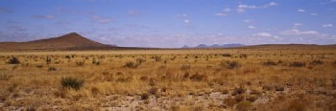 Dry grass and bush at Big Bend National Park Texas USA Canvas Art - Panoramic Images (18 x 6)