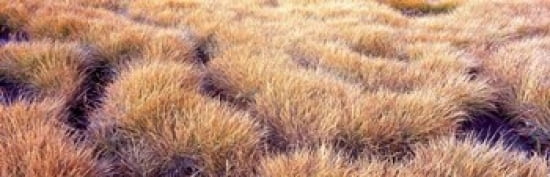 Dry grass in a national park South Fork Cascade Canyon Grand Teton National Park Wyoming USA Canvas Art - Panoramic Images (36 x 12)