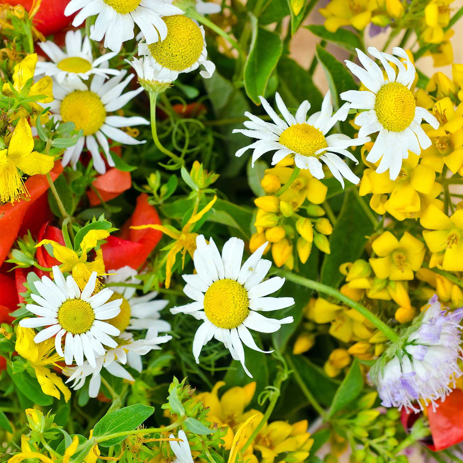 Dryland Wildflower Mix - 1 Lb - Wild Flower Garden Seed Mixture - Dry & Sunny Areas: Gloriosa Daisy, Plains Coreopsis, Coneflower, More