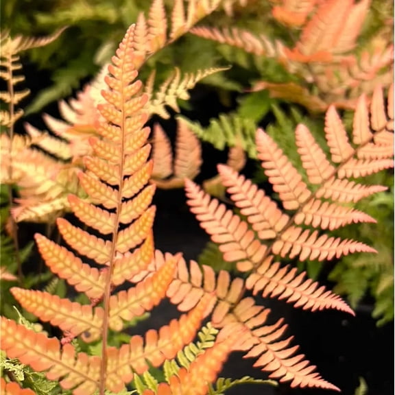 Fern - D. Brilliance Autumn ~Dryopteris - 1 Gallon Pot, Live Evergreen Fern, Part Sun, Outdoor