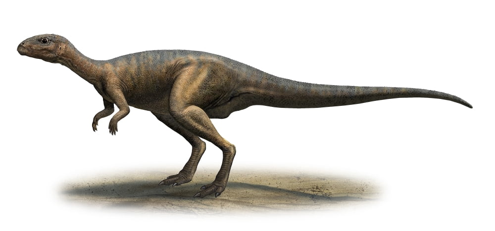 Dryosaurus altus prehistoric era dinosaur Canvas Art - Sergey KrasovskiyStocktrek Images (21 x 10)