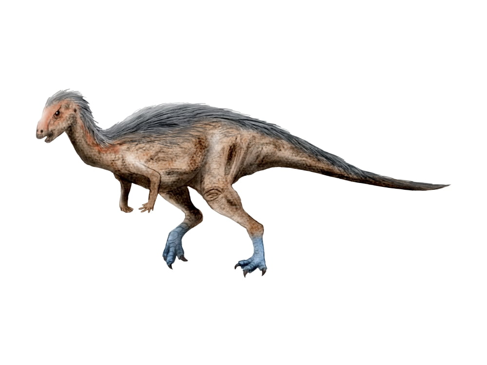 Dryosaurus dinosaur Canvas Art - Nobumichi TamuraStocktrek Images (17 x 13)