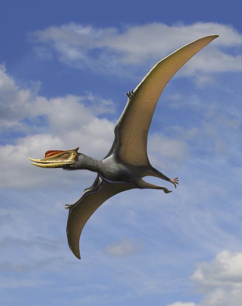 Dsungaripterus weii a pterosaur from the Early Cretaceous Period Canvas Art - Sergey KrasovskiyStocktrek Images (13 x 16)