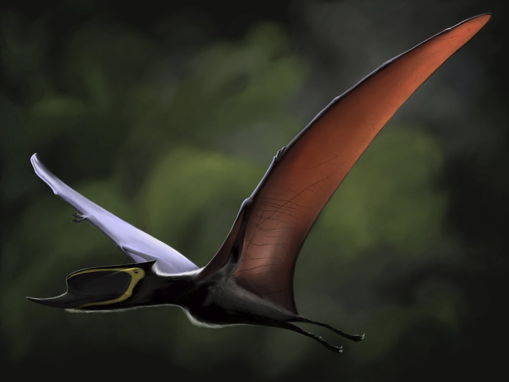 Dsungaripterus with wings spread in flight Canvas Art - Michele DessiStocktrek Images (17 x 13)